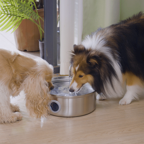 Pet Water Fountain